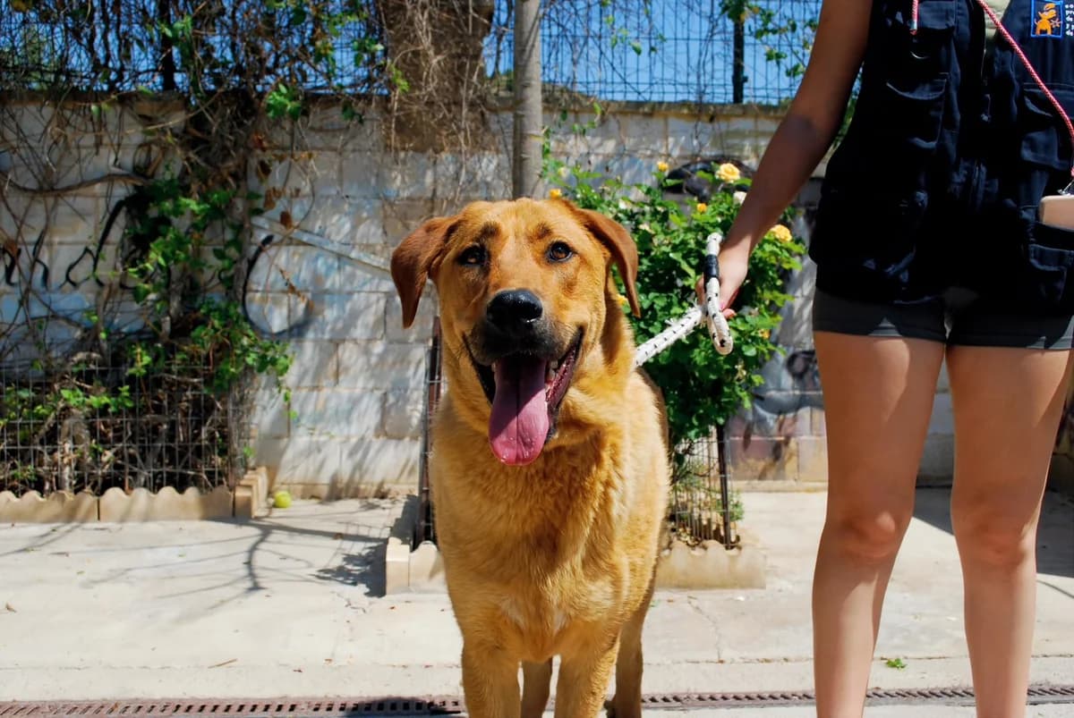 BROOKLYN, male Mixed Breed for adoption at Protectora Malaga, Málaga