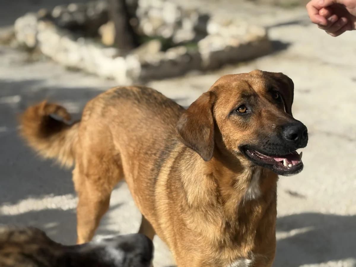 Madison, female Mixed Breed for adoption at Protectora Malaga, Málaga