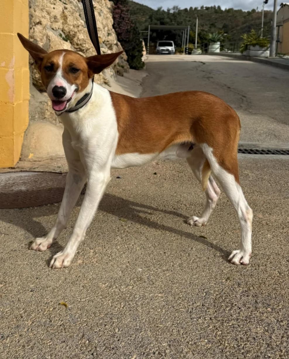 Tinto, male Podenco for adoption at Protectora Malaga, Málaga