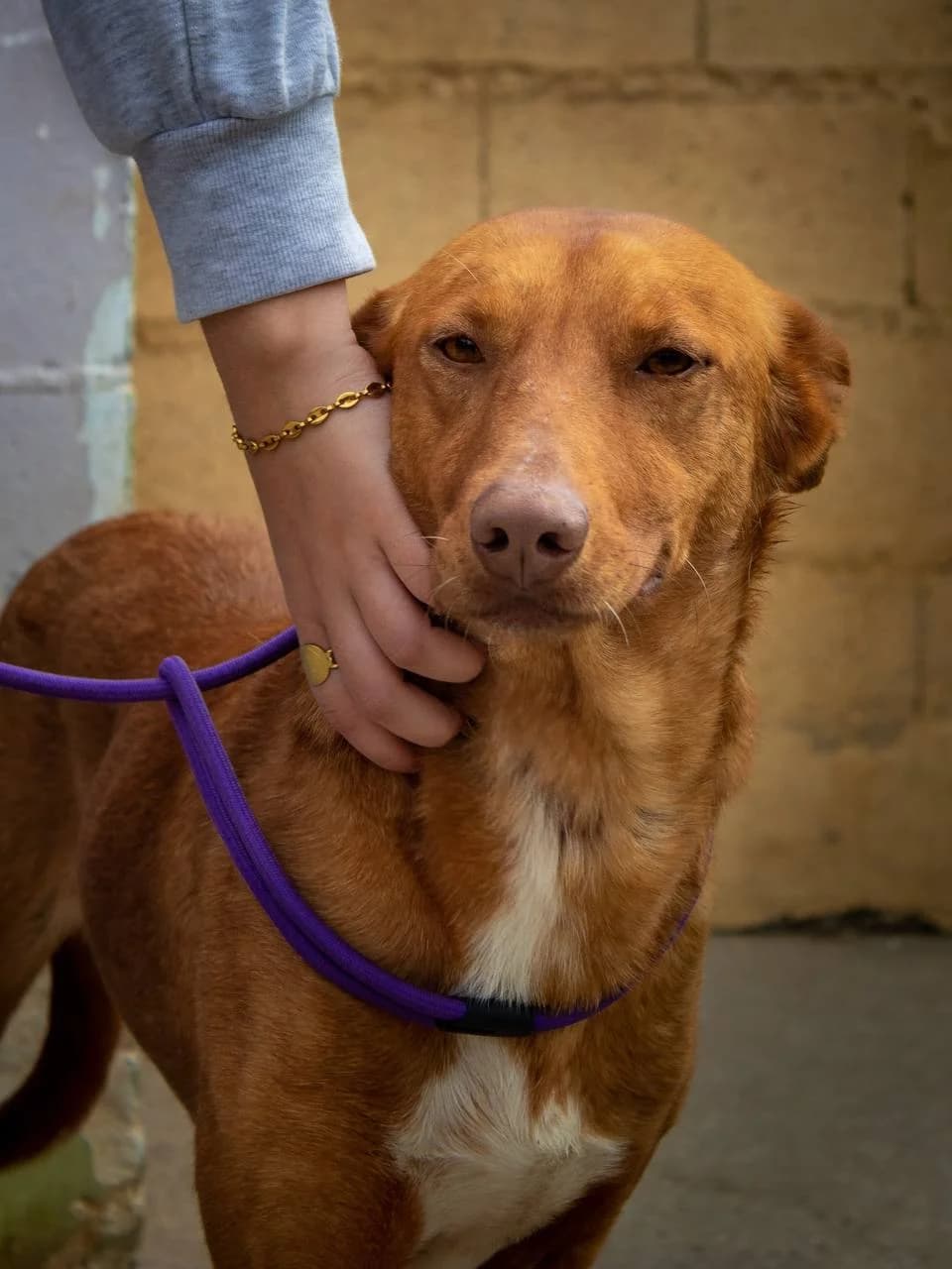 CARAMELO, male Podenco for adoption at Protectora Malaga, Málaga