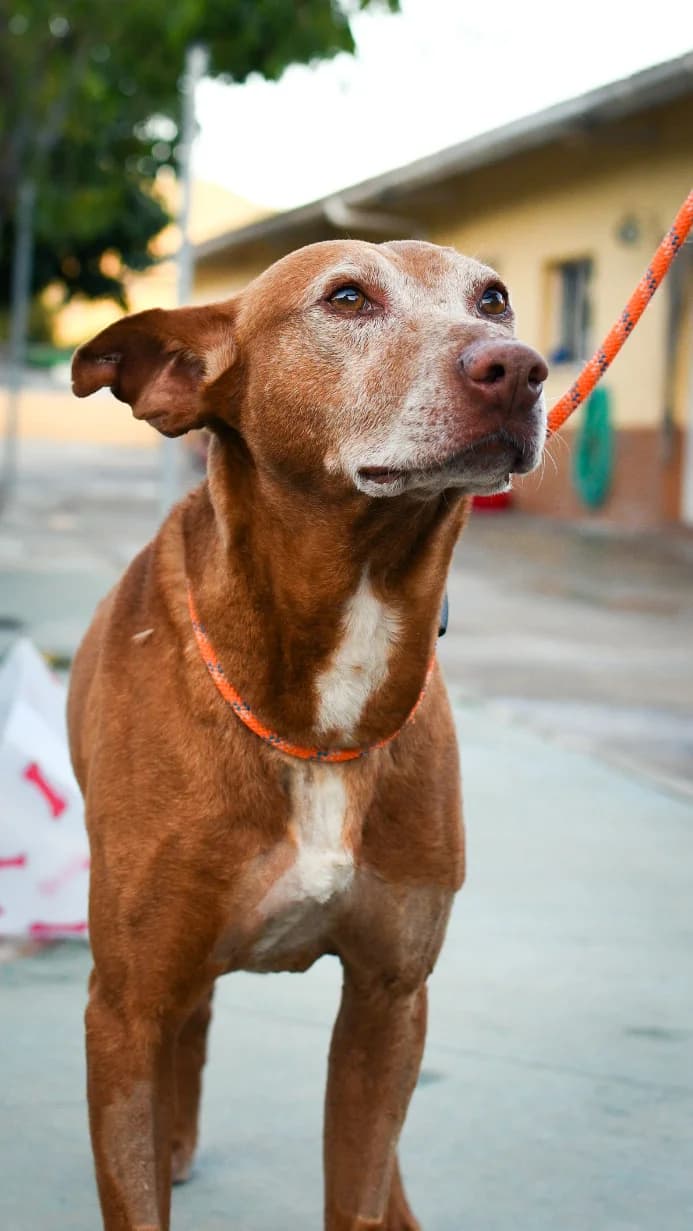 Sky, male 7yo Podenco for adoption at Protectora Malaga, Málaga