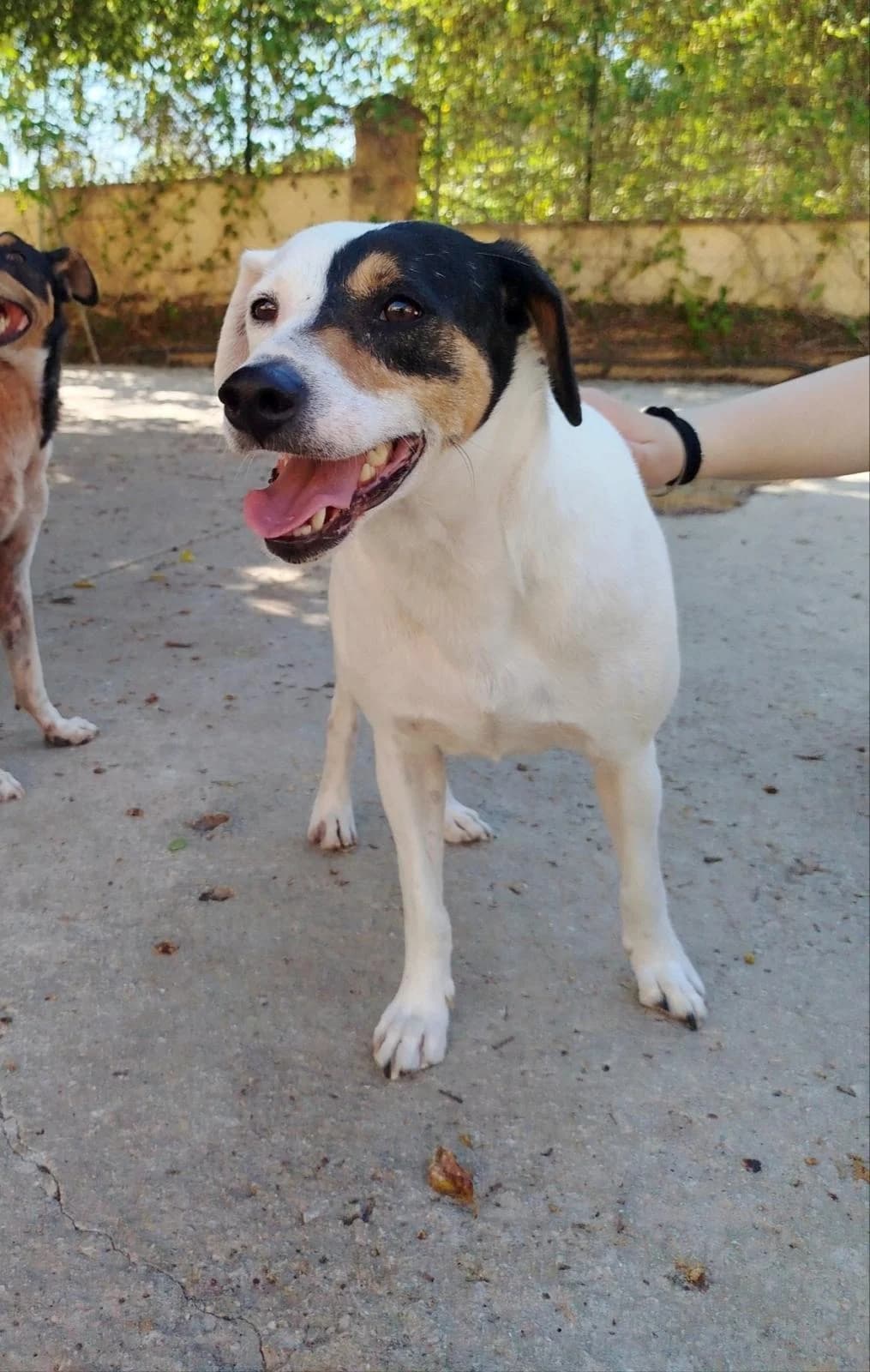Lobi, male mixed breed for adoption at Protectora Malaga, Málaga
