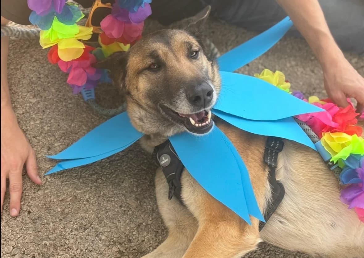 Pastora, female Belgian Malinois for adoption at Protectora Malaga, Málaga