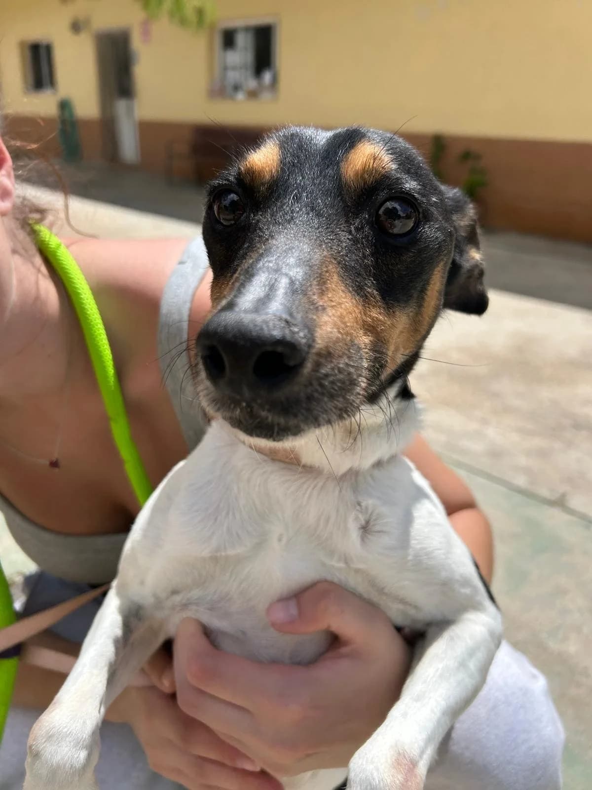 Dobby, male Podenco for adoption at Protectora Malaga, Málaga
