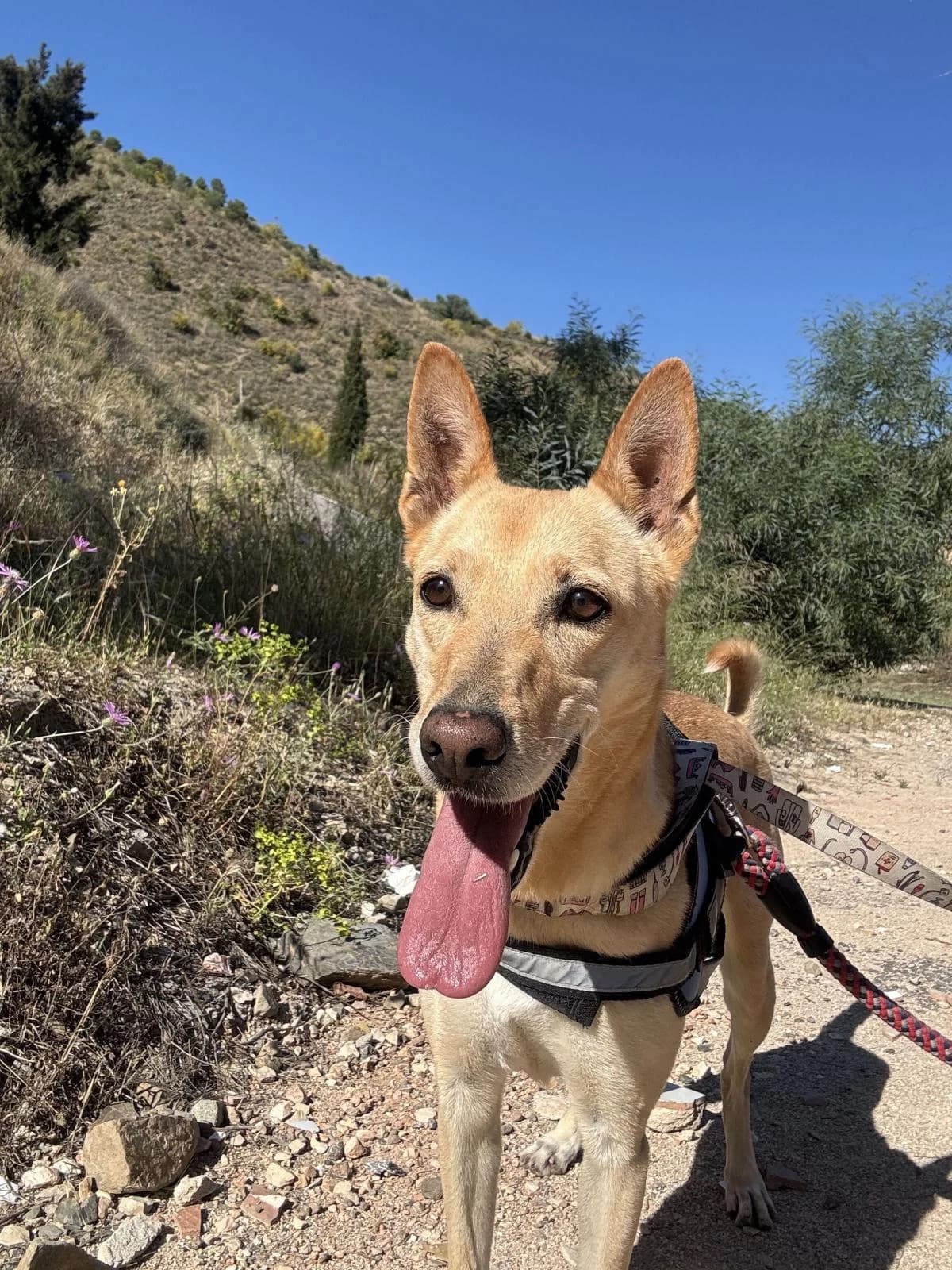 Kira, female Podenco for adoption at Protectora Malaga, Málaga