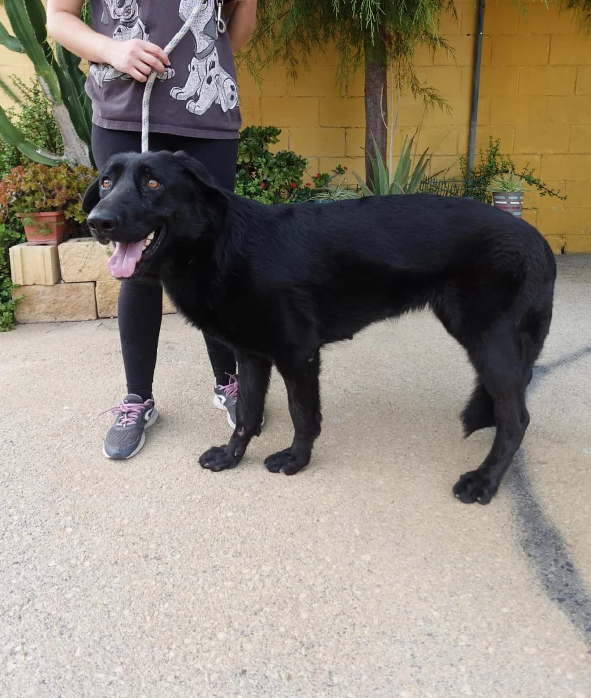 Kira, female mixed breed for adoption at Protectora Malaga, Málaga