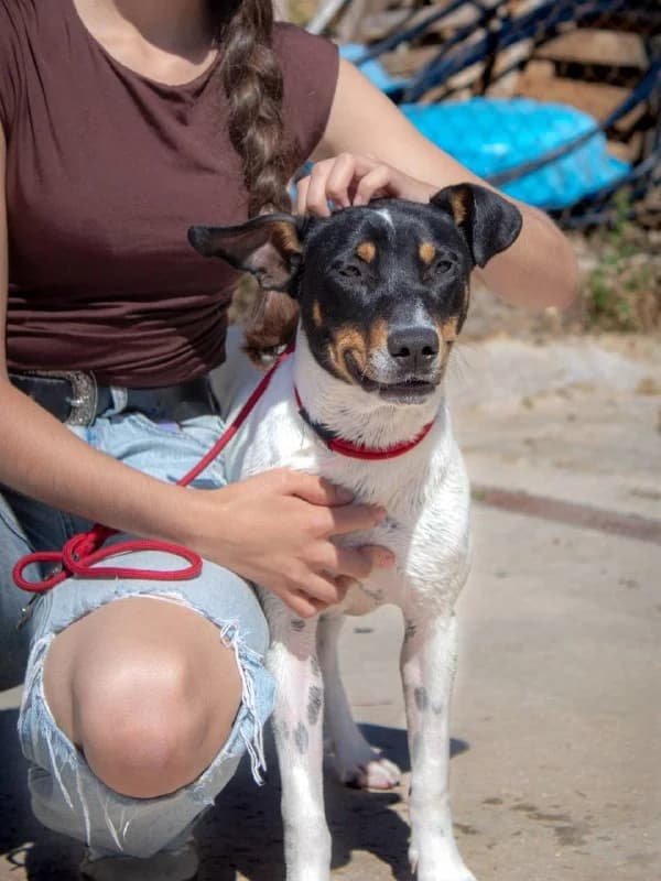 DILAN, male mixed breed for adoption at Protectora Malaga, Málaga
