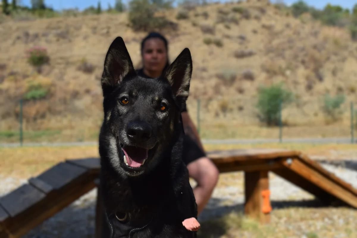 Zeus, male mixed breed for adoption at Protectora Malaga, Málaga