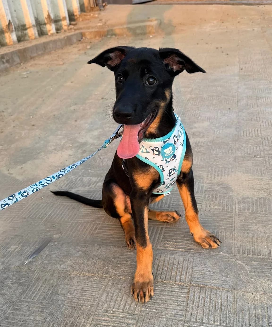 Dogos, male puppy Podenco for adoption at Protectora Malaga, Málaga