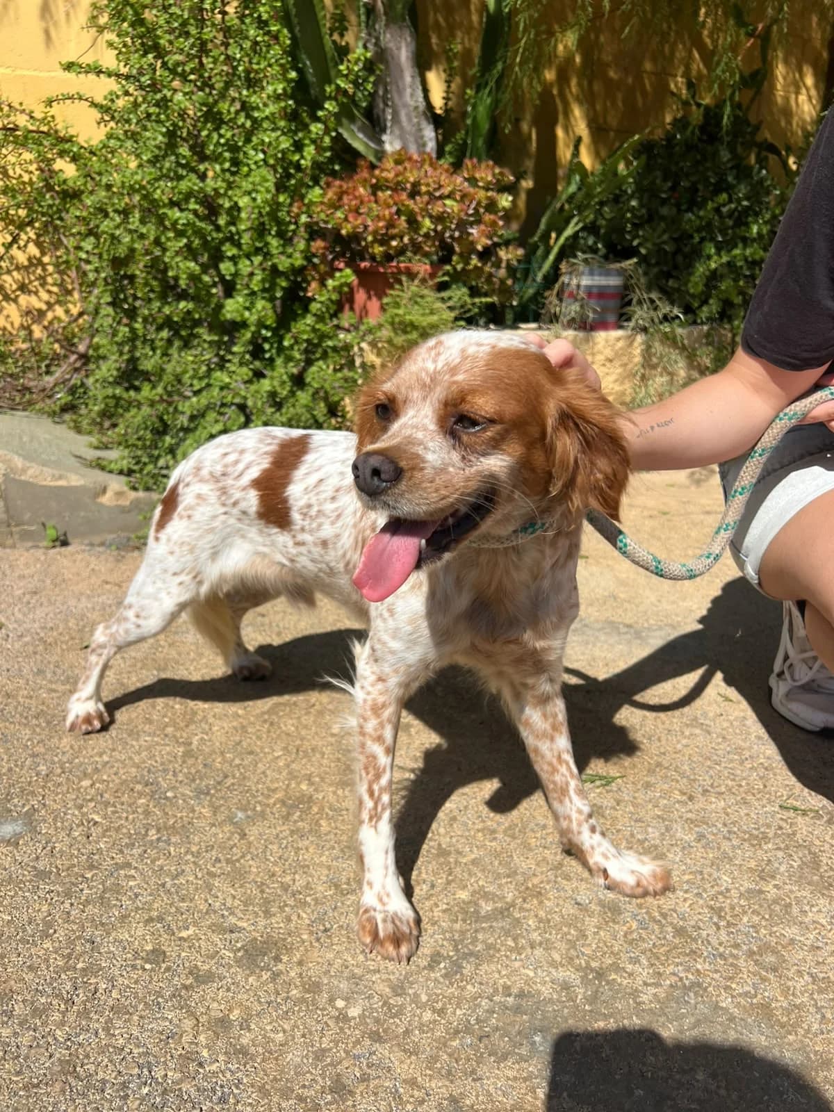 Rex, male Brittany Spaniel for adoption at Protectora Malaga, Málaga