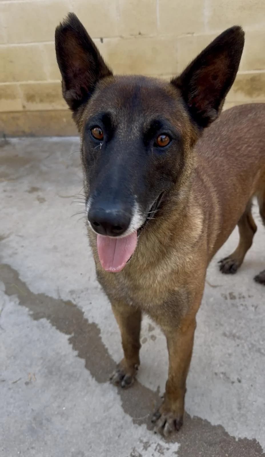 Alejo, male Belgian Malinois for adoption at Protectora Malaga, Málaga