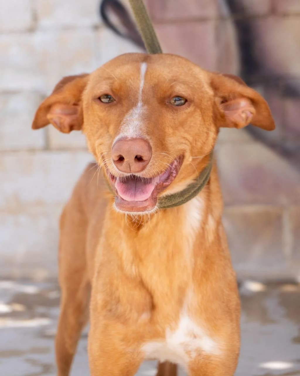 JEREMIAS, male Podenco for adoption at Protectora Malaga, Málaga