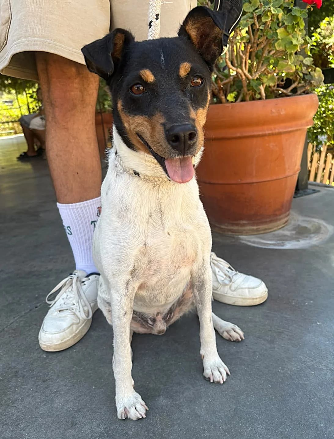 Julio, male mixed breed for adoption at Protectora Malaga, Málaga