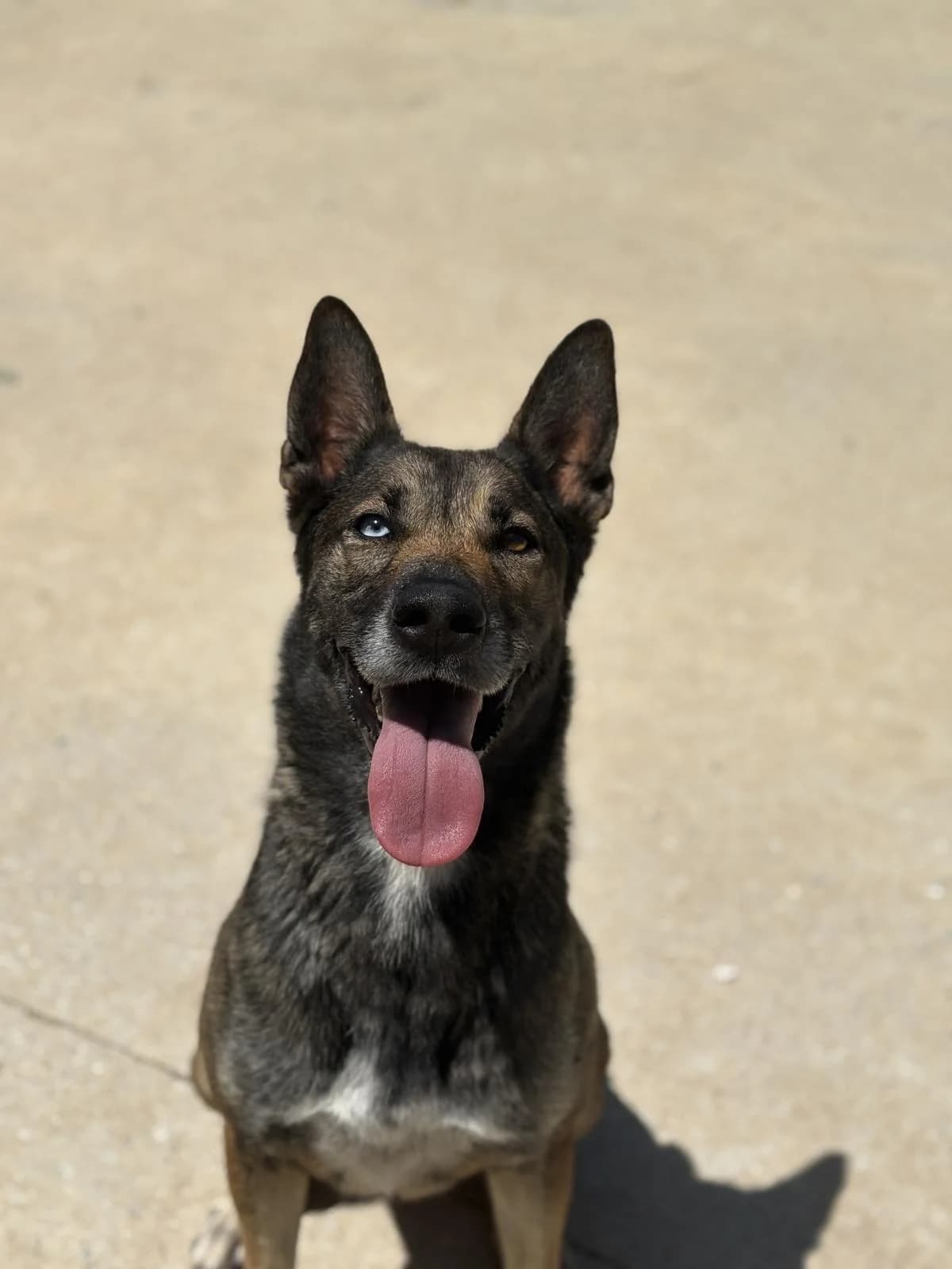 Laika, female Belgian Malinois for adoption at Protectora Malaga, Málaga