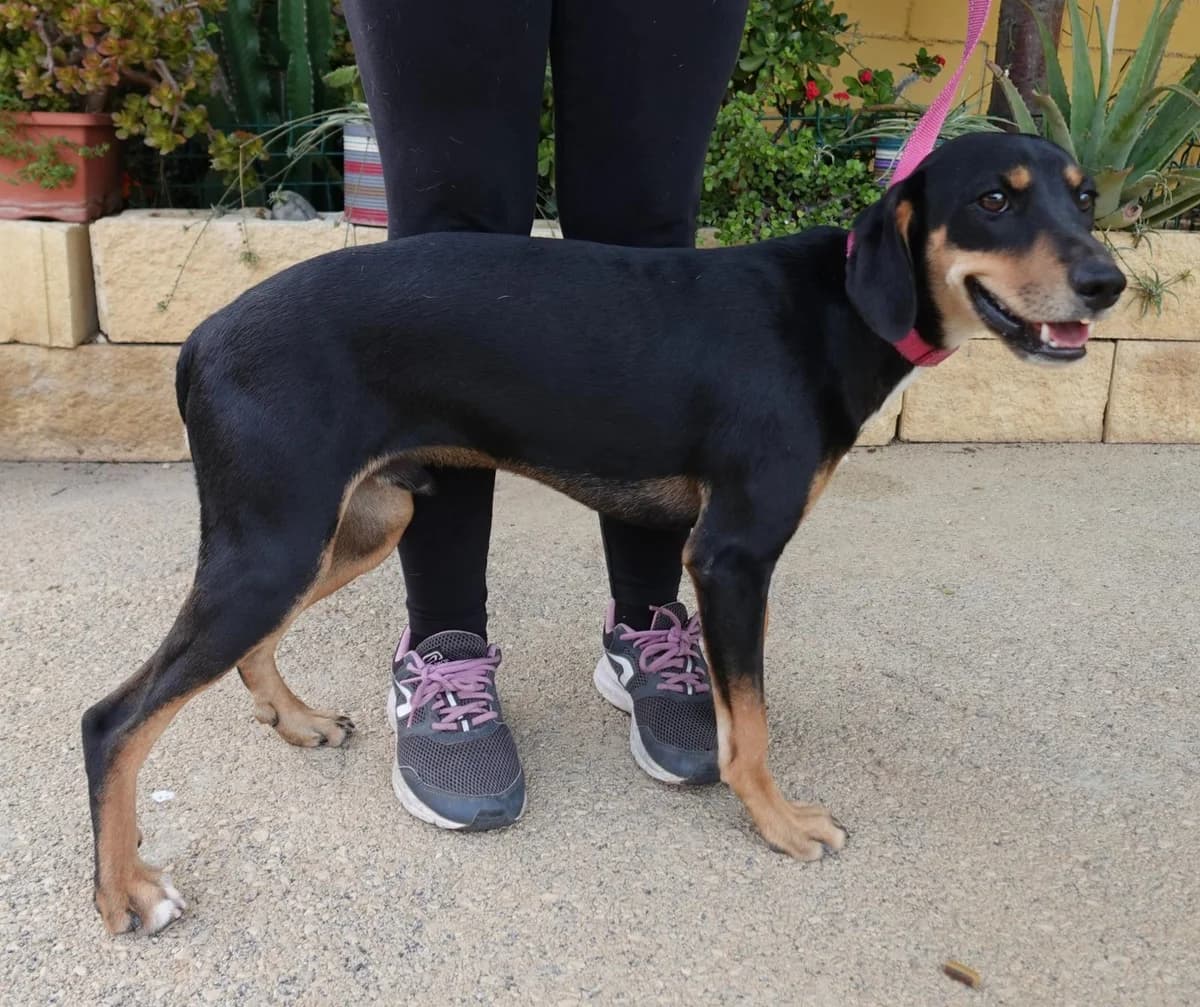 Ramon, male Mixed Breed for adoption at Protectora Malaga, Málaga