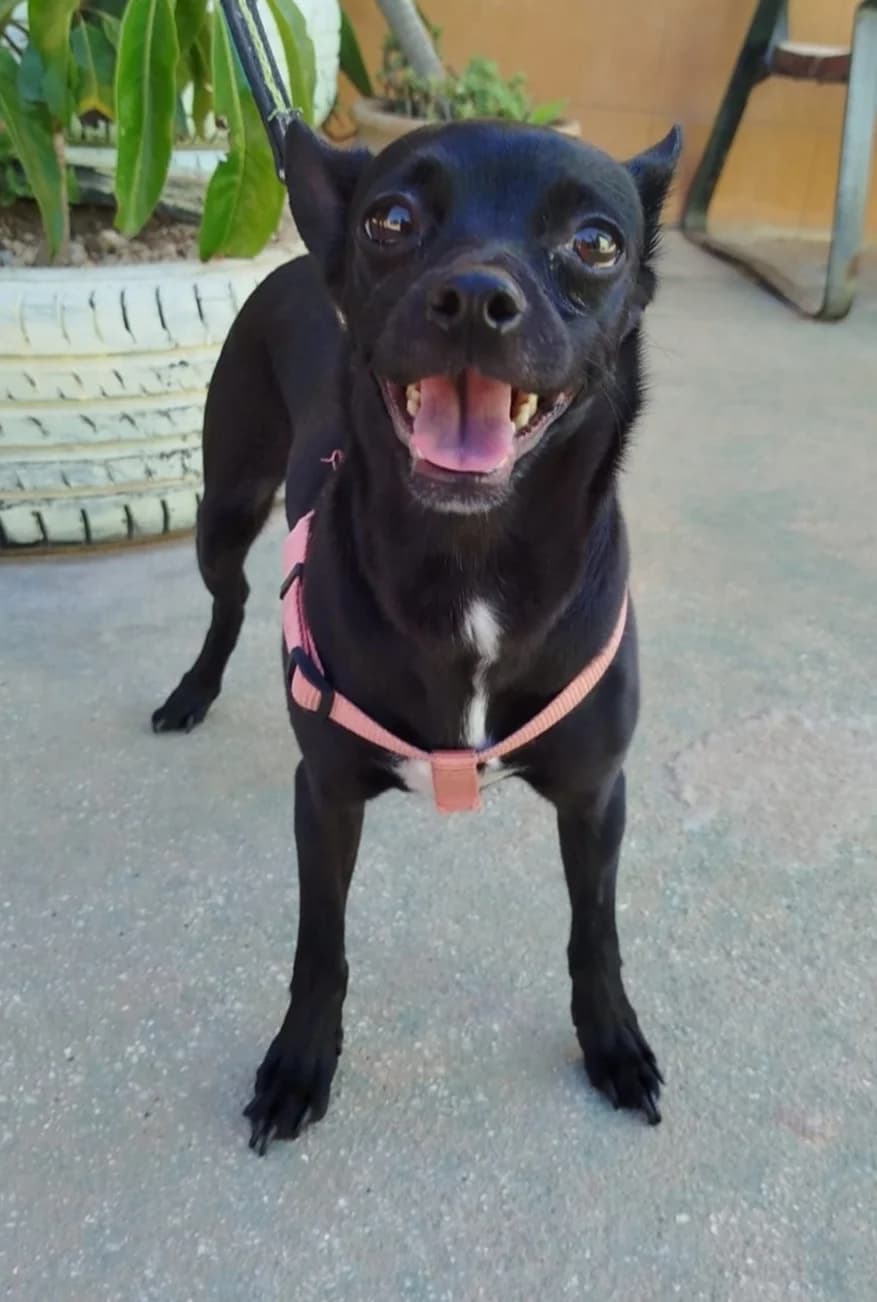 Kora, female Mixed Breed for adoption at Protectora Malaga, Málaga