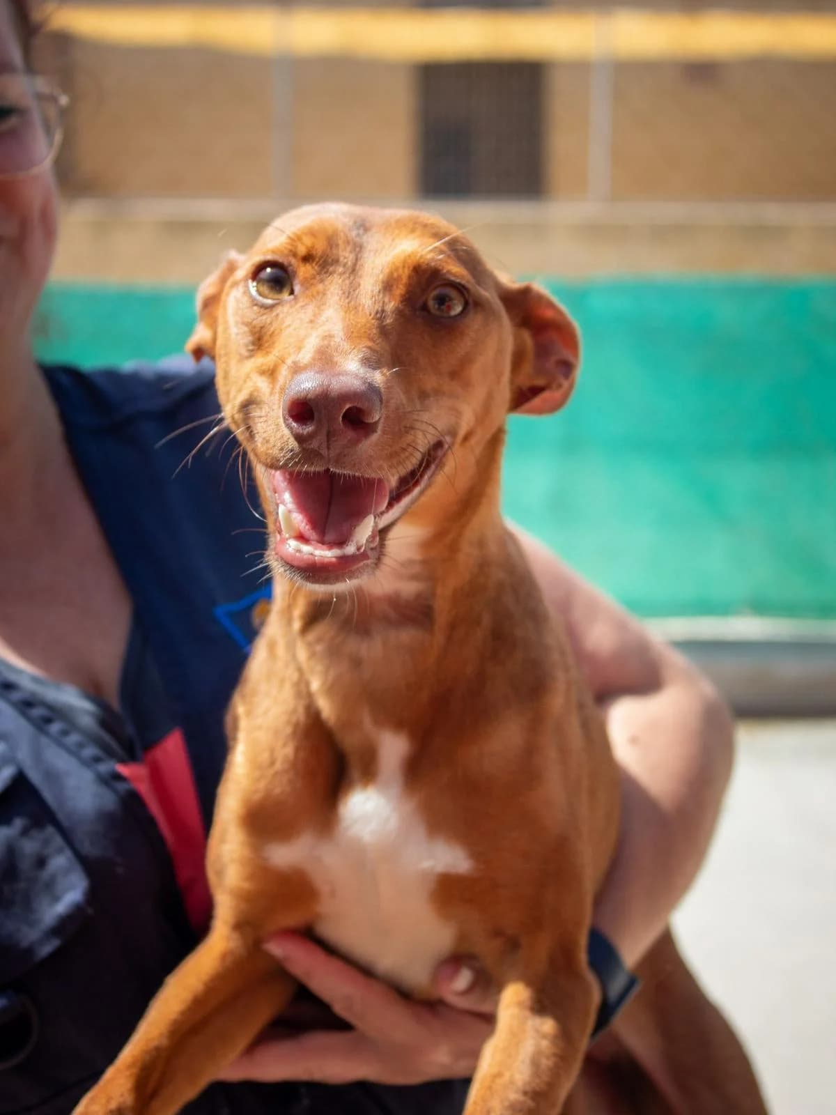 PERRINA, female Podenco for adoption at Protectora Malaga, Málaga