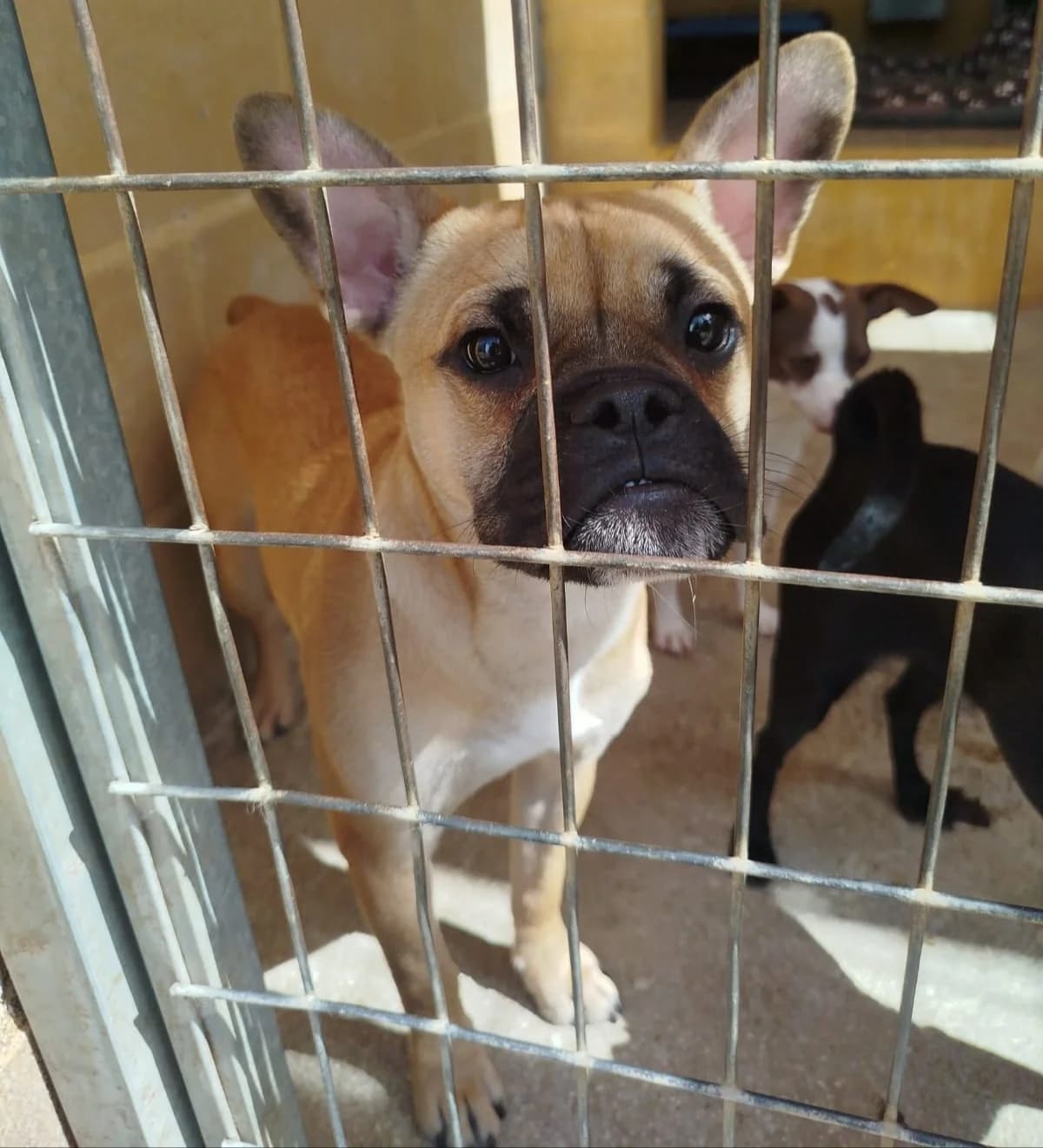 Akiles, male puppy English Bulldog for adoption at Protectora Malaga, Málaga
