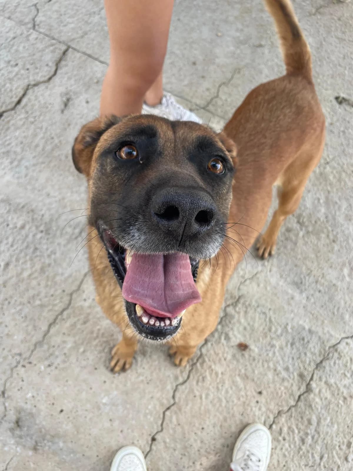 Nova, female Belgian Malinois for adoption at Protectora Malaga, Málaga