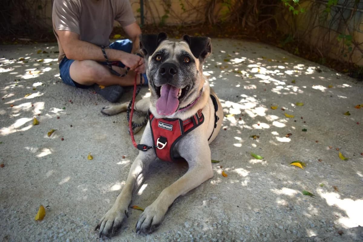 Princesa, female mixed breed for adoption at Protectora Malaga, Málaga
