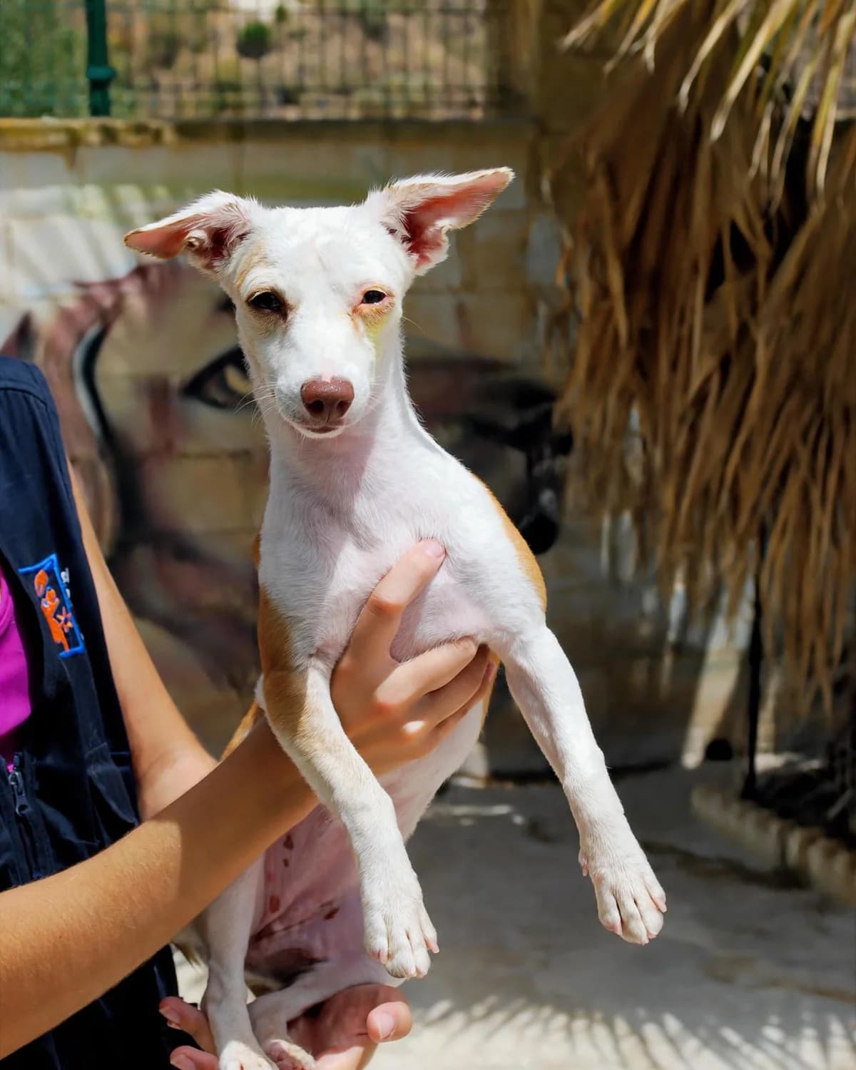PATY, female Mixed Breed for adoption at Protectora Malaga, Málaga