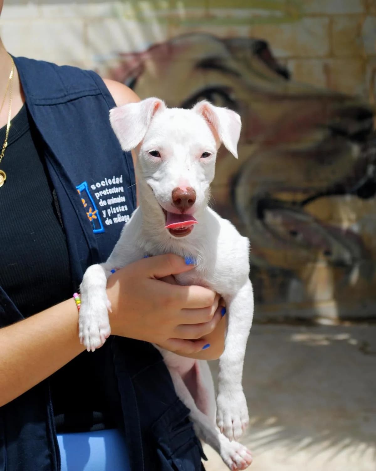 ELSA, female Mixed Breed for adoption at Protectora Malaga, Málaga