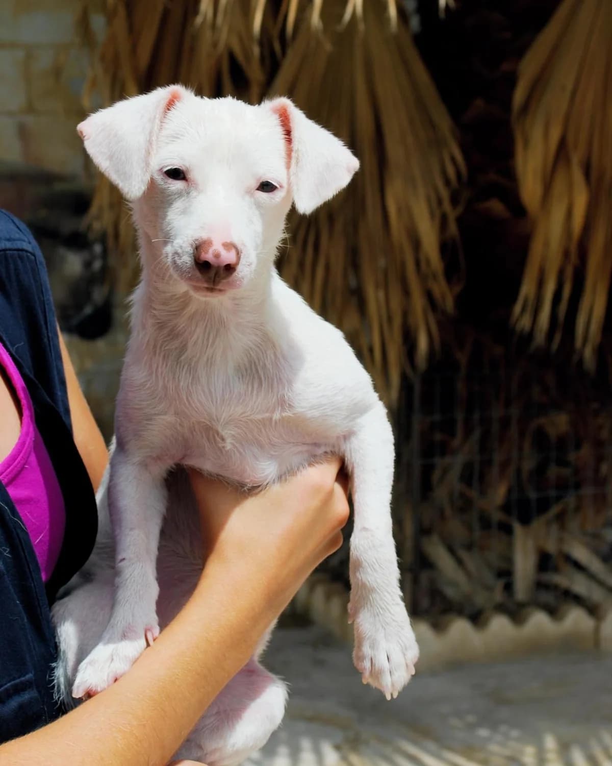 REBECA, female Mixed Breed for adoption at Protectora Malaga, Málaga