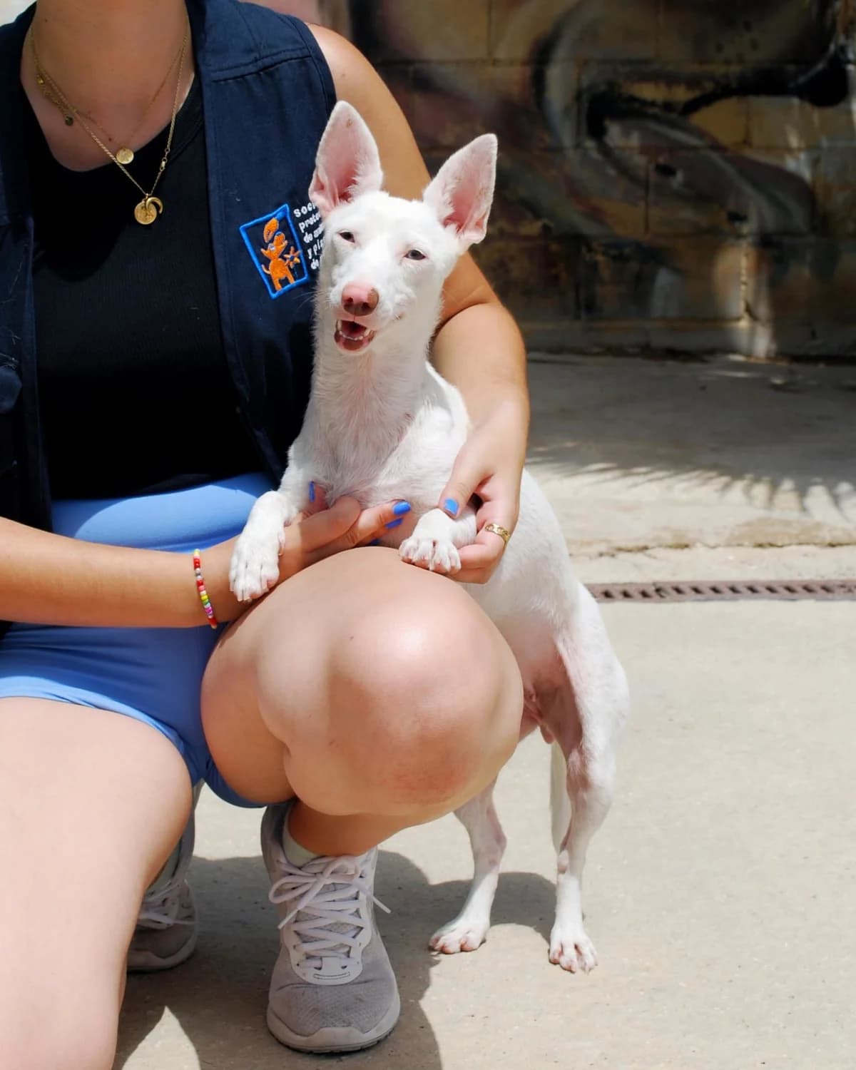 PINKY, female Mixed Breed for adoption at Protectora Malaga, Málaga