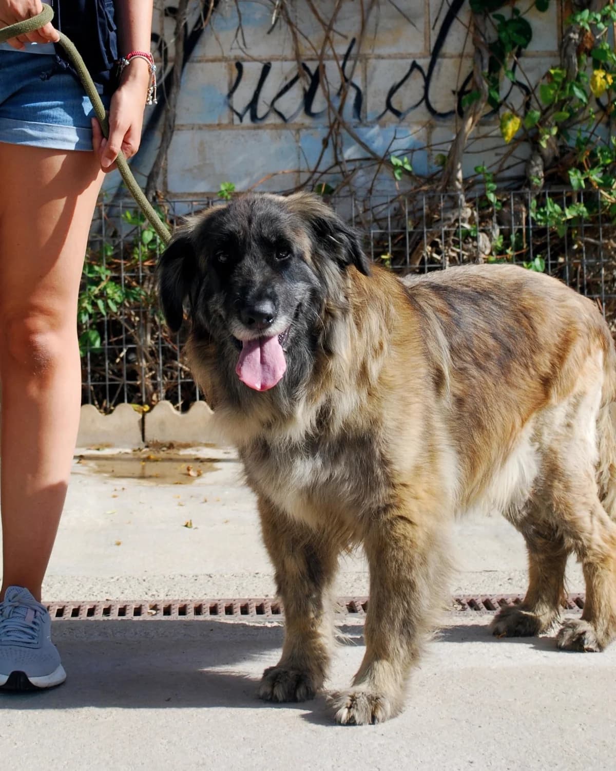 ADELFA, female mixed breed for adoption at Protectora Malaga, Málaga