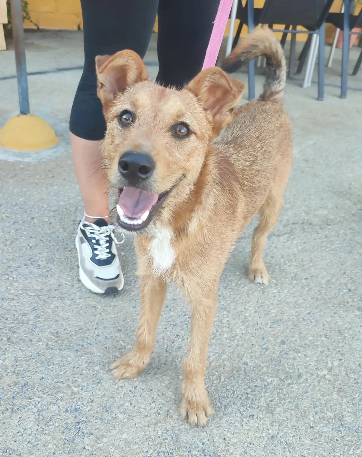 Caramelo, male puppy Mixed Breed for adoption at Protectora Malaga, Málaga