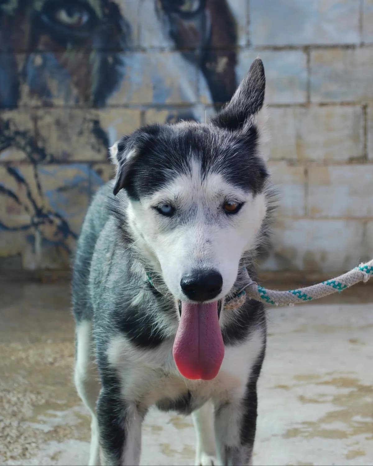 ISOLDA, female Husky for adoption at Protectora Malaga, Málaga