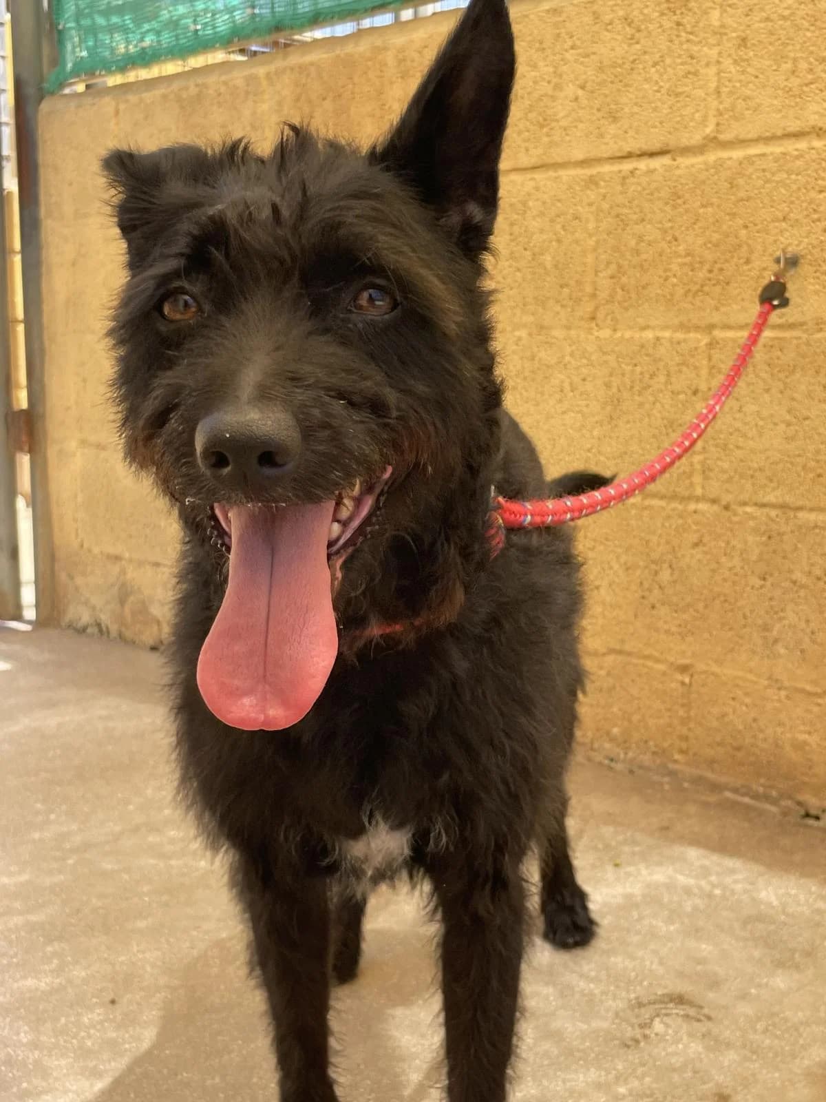 Luna, female mixed breed for adoption at Protectora Malaga, Málaga