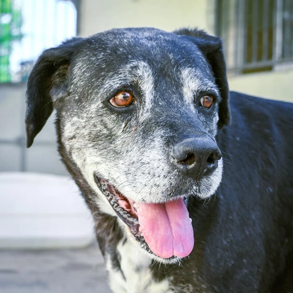 Calabaza, female mixed breed for adoption at Protectora Malaga, Málaga