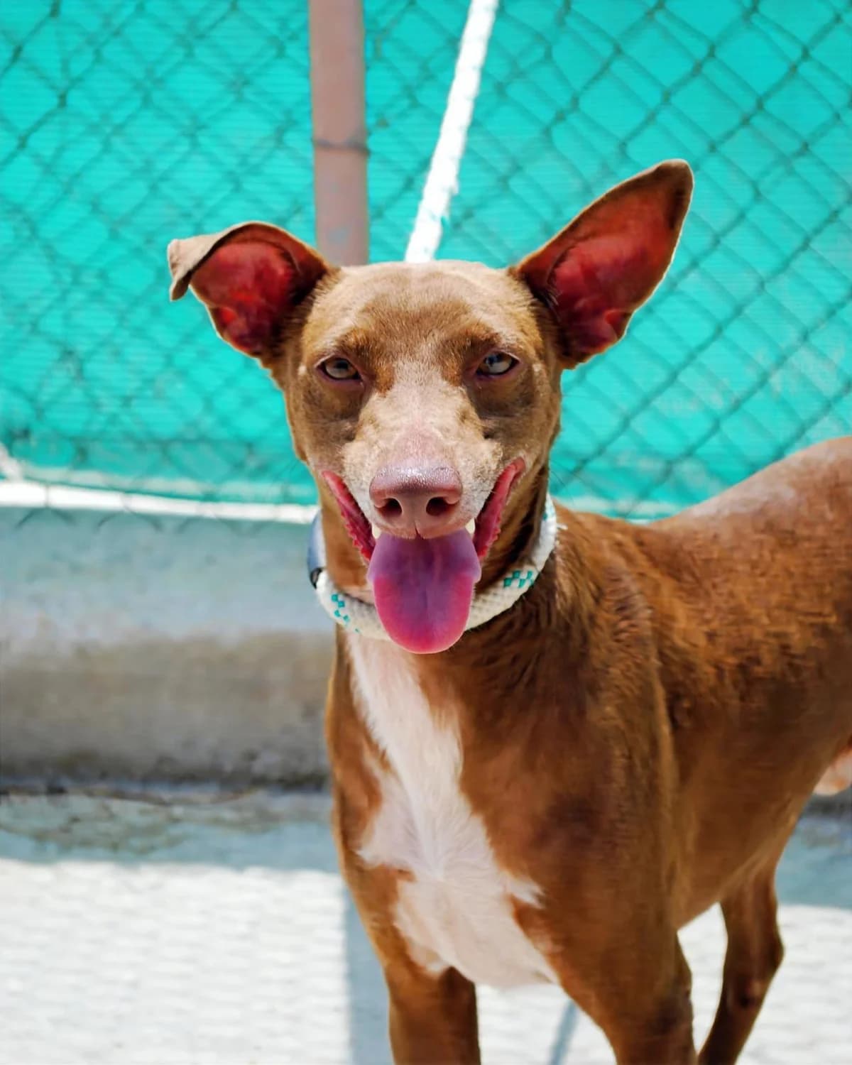 LUCERO, male Podenco for adoption at Protectora Malaga, Málaga