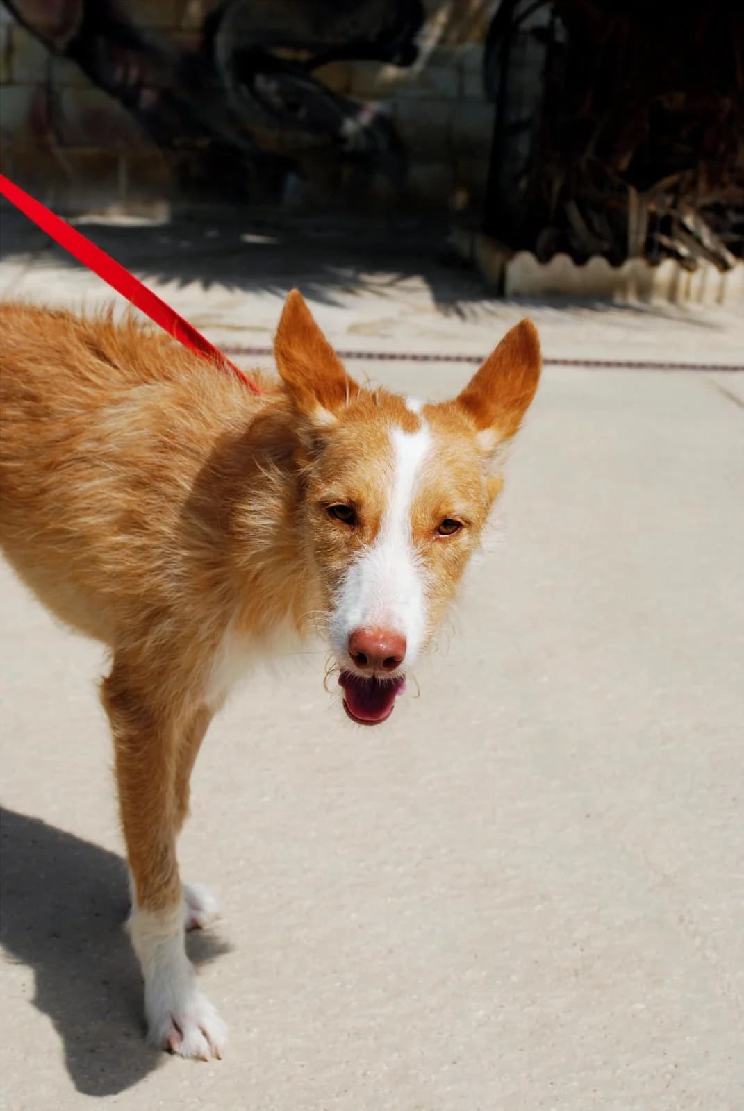 JUDITH, female Podenco for adoption at Protectora Malaga, Málaga