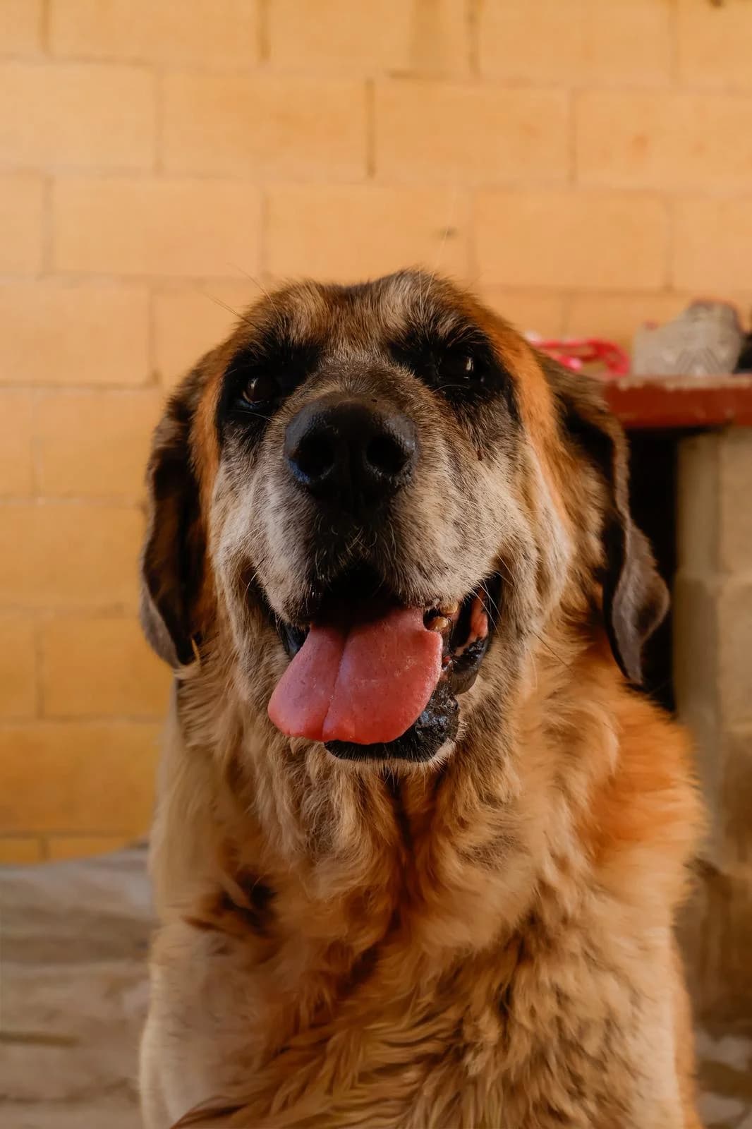 ASTAROF, male mixed breed for adoption at Protectora Malaga, Málaga