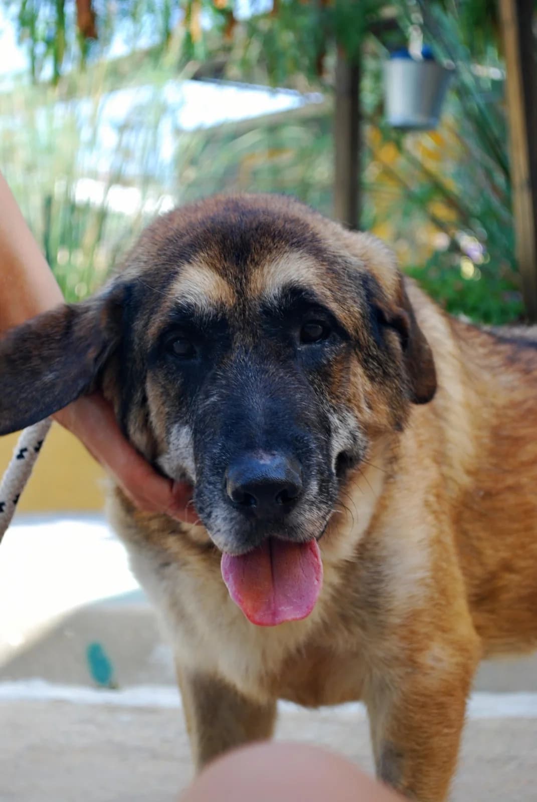 PIPIOLO, male mixed breed for adoption at Protectora Malaga, Málaga