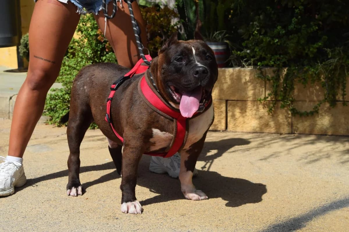 Mill�n, male mixed breed for adoption at Protectora Malaga, Málaga