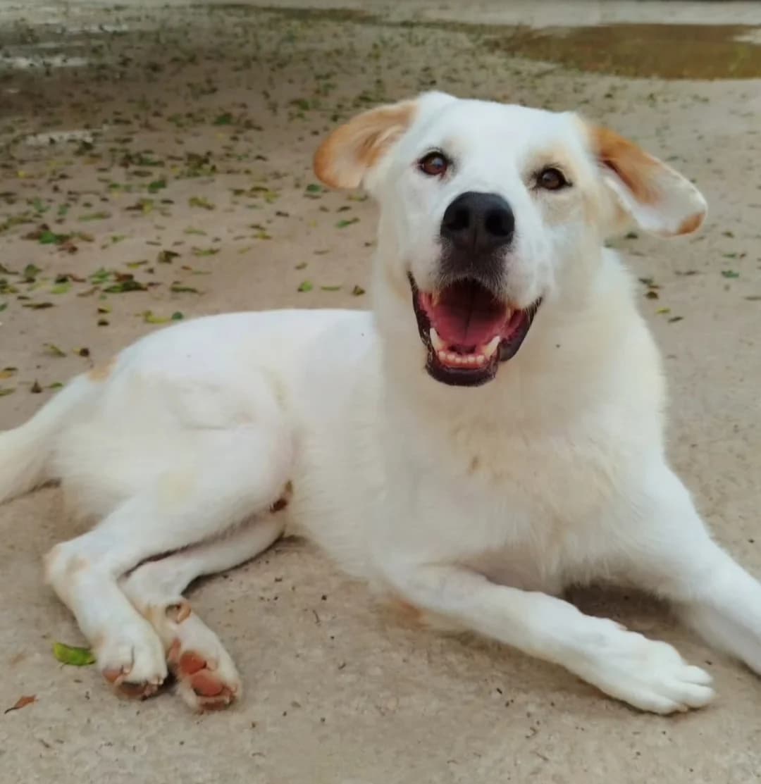 Thor, male Mixed Breed for adoption at Protectora Malaga, Málaga