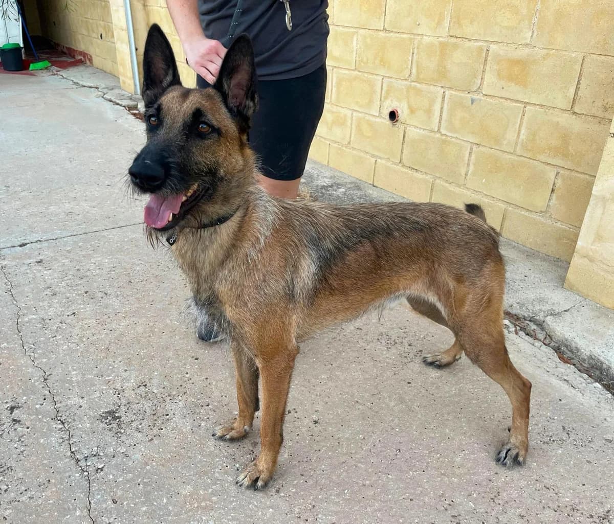 Serpico, male Mixed Breed for adoption at Protectora Malaga, Málaga