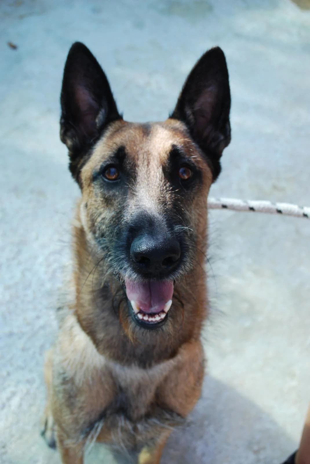 SERPICO, male mixed breed for adoption at Protectora Malaga, Málaga