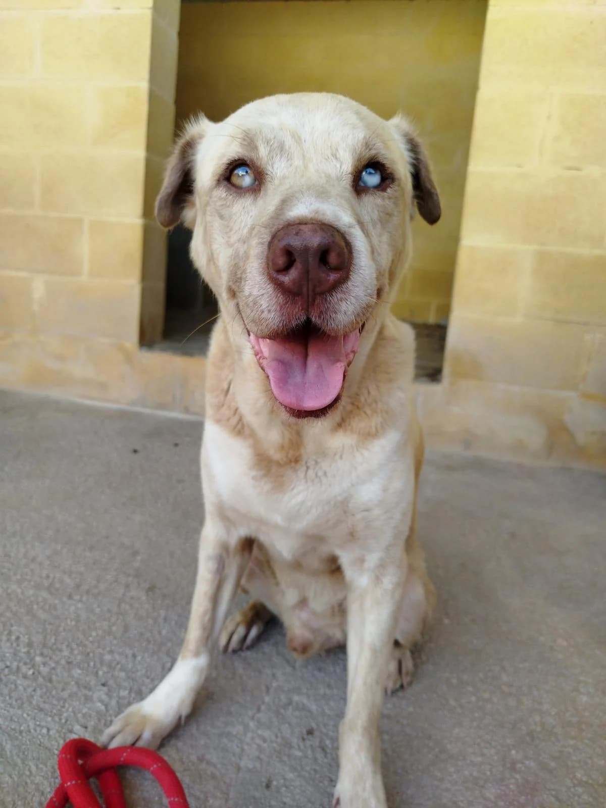 Chris, male mixed breed for adoption at Protectora Malaga, Málaga