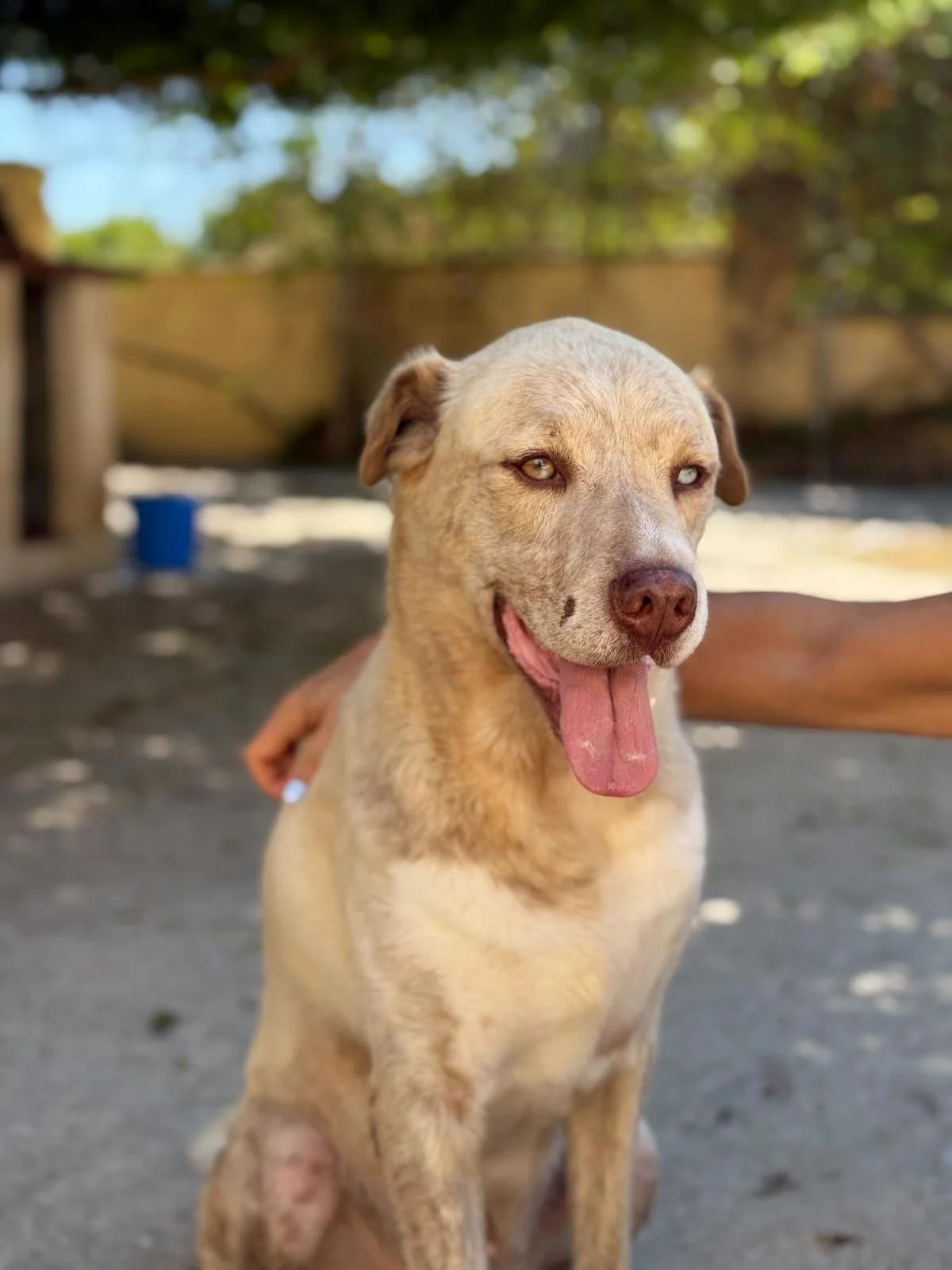 Chris, male mixed breed for adoption at Protectora Malaga, Málaga