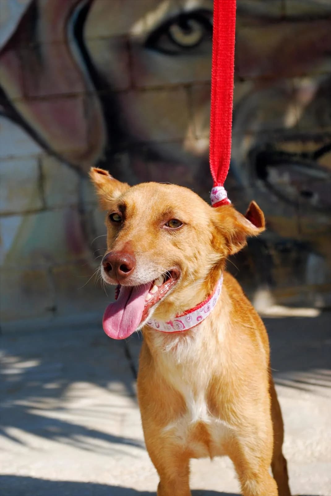 GALLETA, male Podenco for adoption at Protectora Malaga, Málaga