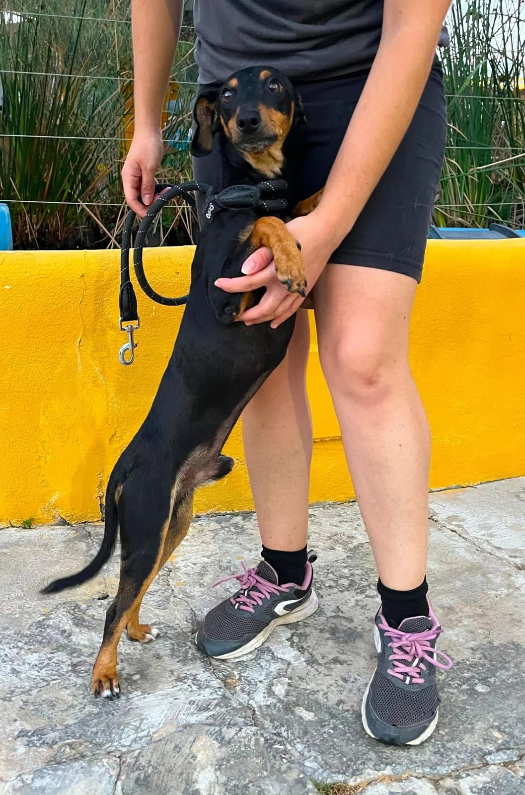 Tom, male Mixed Breed for adoption at Protectora Malaga, Málaga
