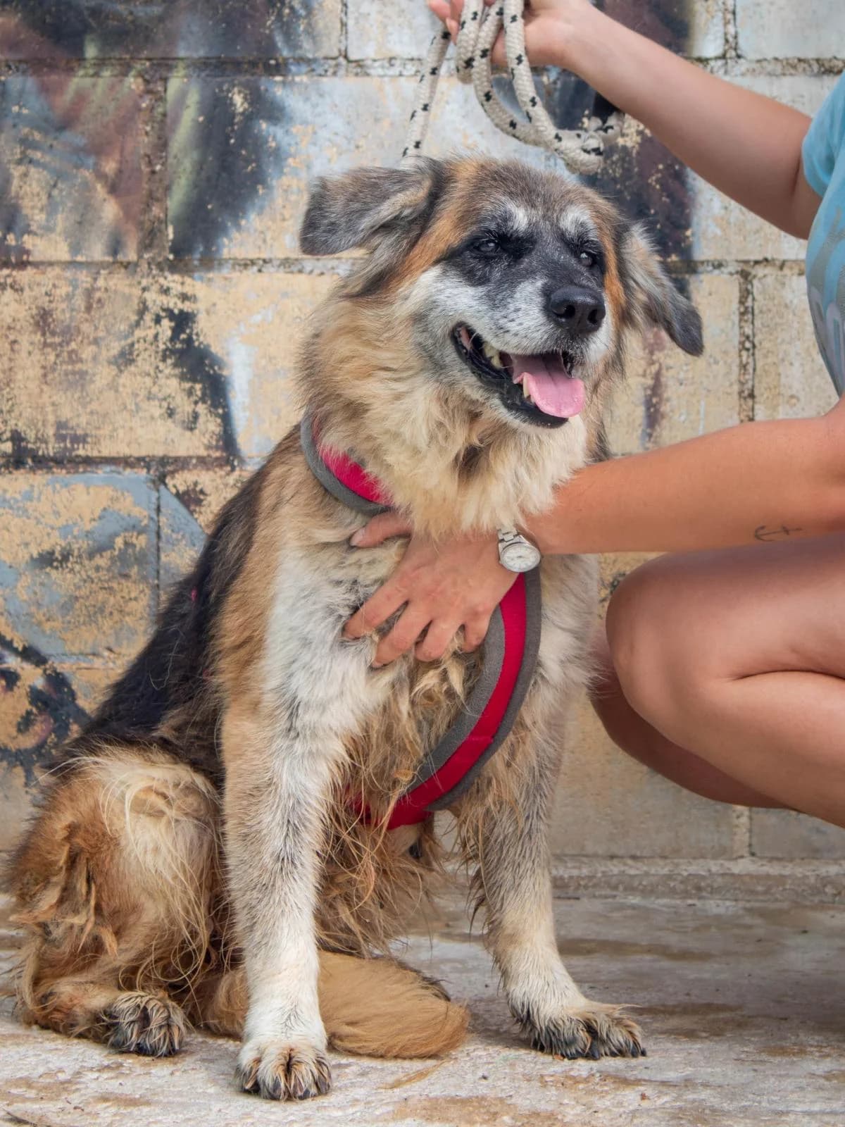 ESCARLATA, female mixed breed for adoption at Protectora Malaga, Málaga
