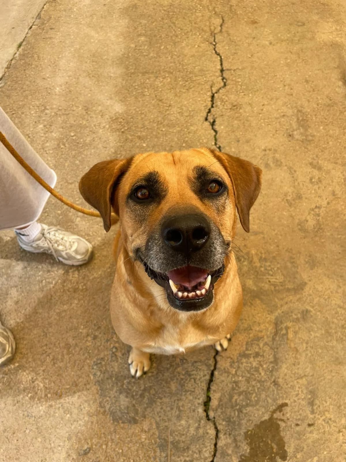 Rita, female Labrador Retriever for adoption at Protectora Malaga, Málaga