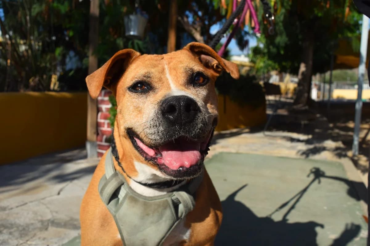 Jordania, female 7yo mixed breed for adoption at Protectora Malaga, Málaga