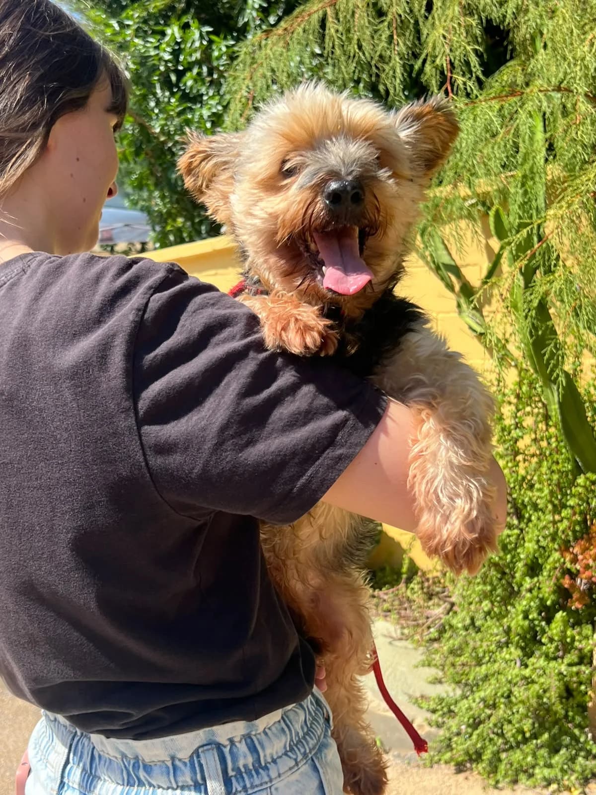 Coke, male Yorkshire Terrier for adoption at Protectora Malaga, Málaga