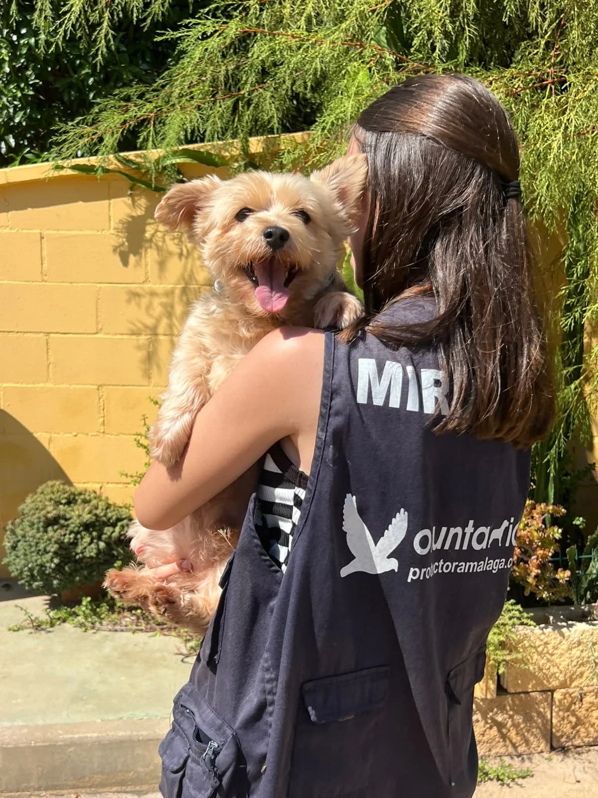 Simba, male Yorkshire Terrier for adoption at Protectora Malaga, Málaga